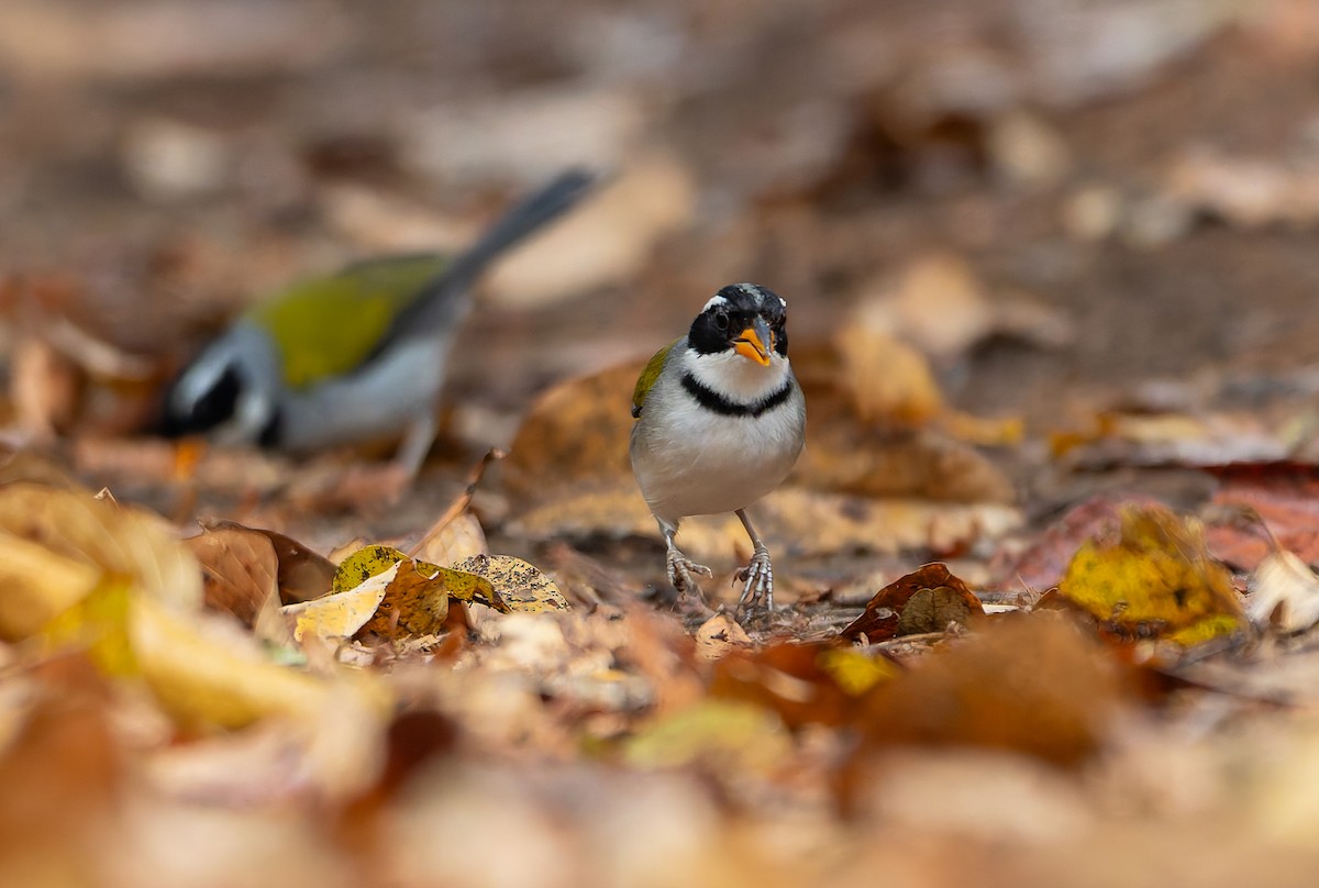 Saffron-billed Sparrow (Saffron-billed) - ML632100007