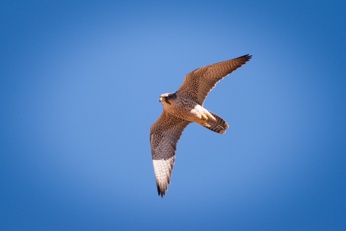 Lanner Falcon - ML632100172