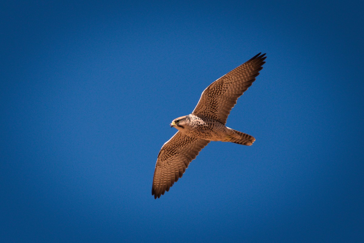 Lanner Falcon - ML632100178