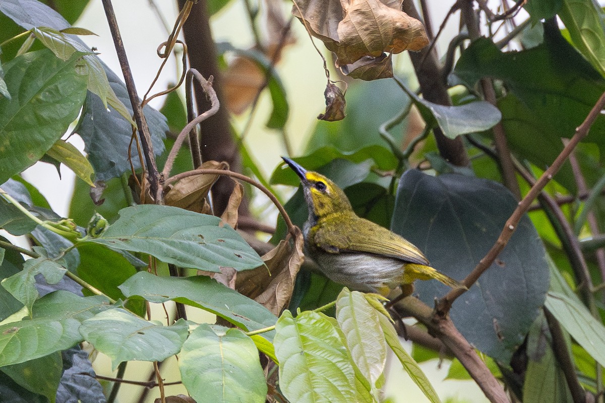 Yellow-browed Camaroptera - ML632100199