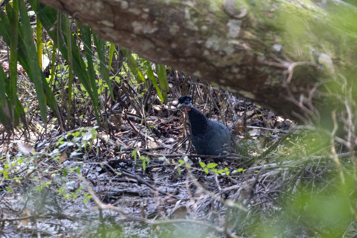 Western Crested Guineafowl - ML632100229
