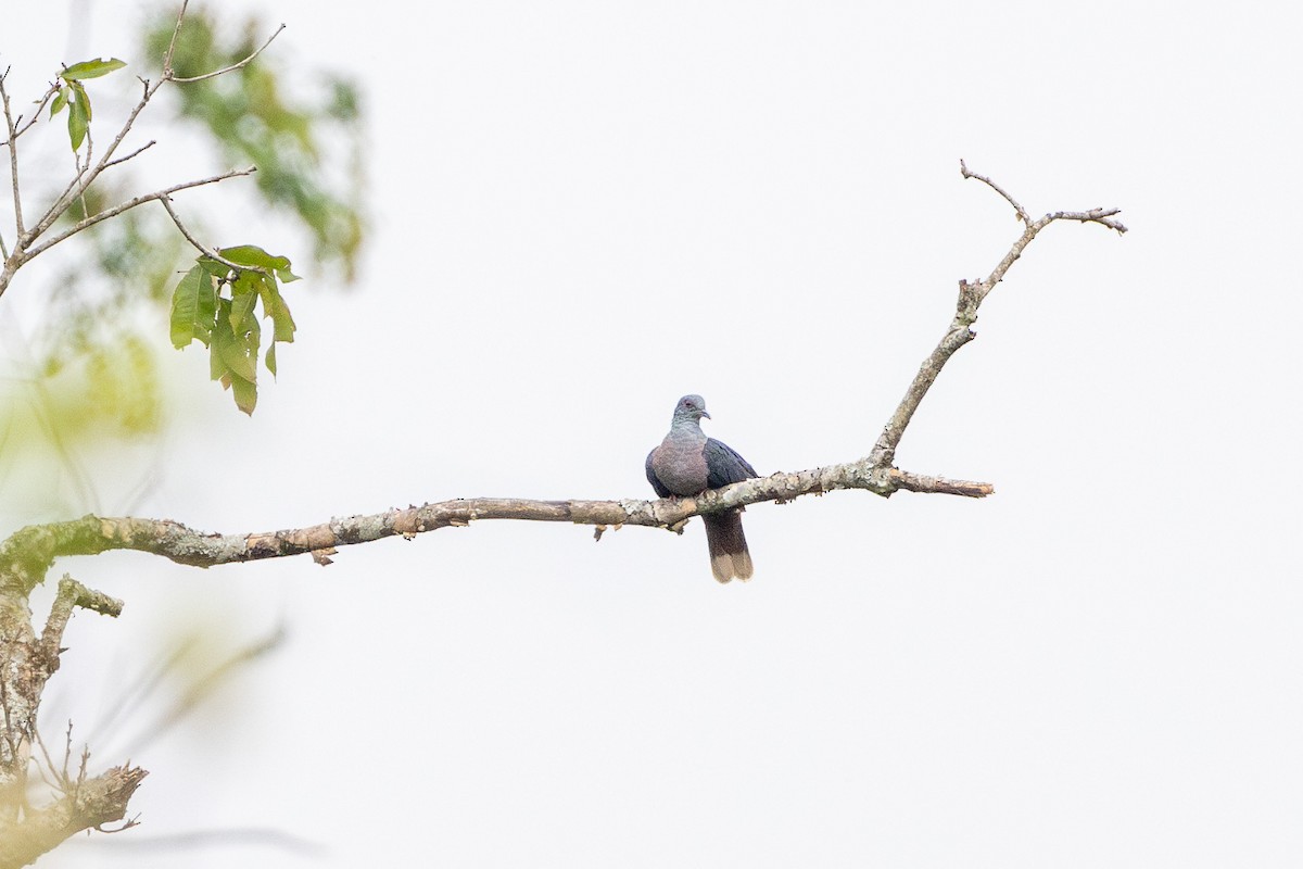 Western Bronze-naped Pigeon - ML632100287