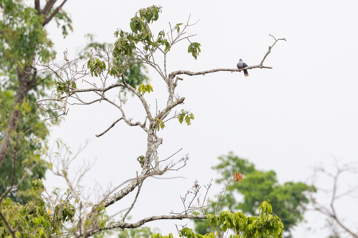 Western Bronze-naped Pigeon - ML632100290