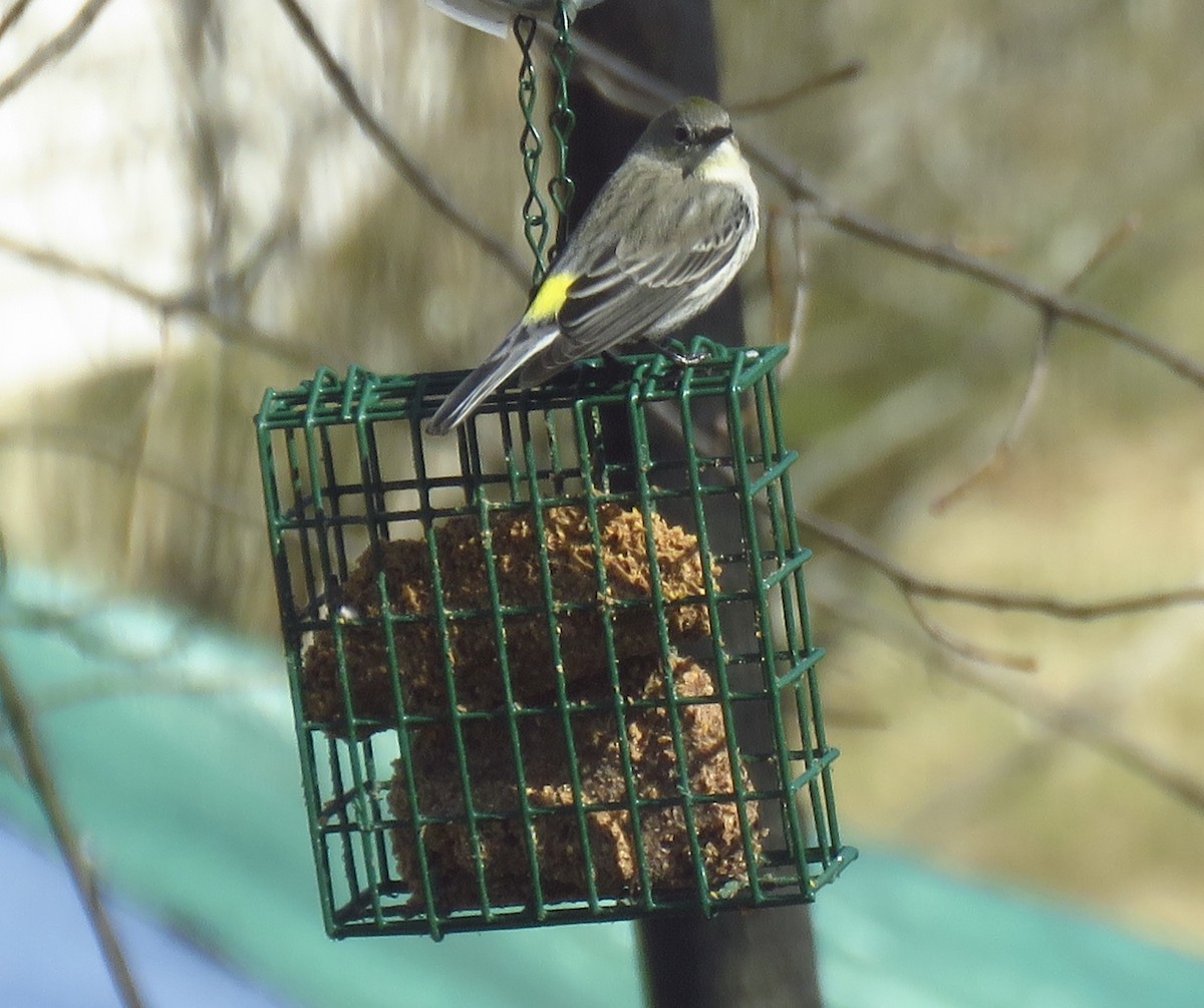Yellow-rumped Warbler - ML632100309
