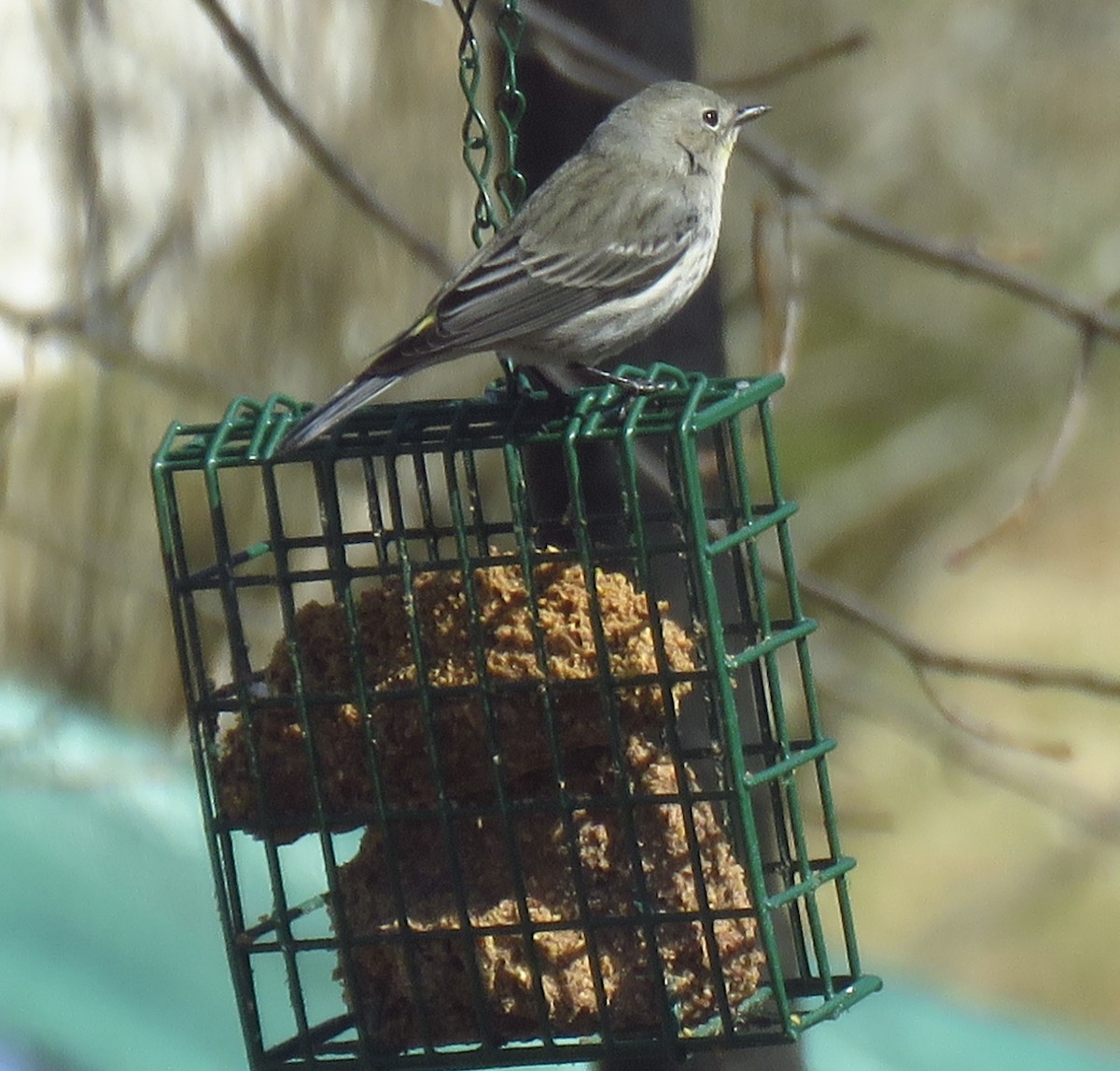 Yellow-rumped Warbler - ML632100310
