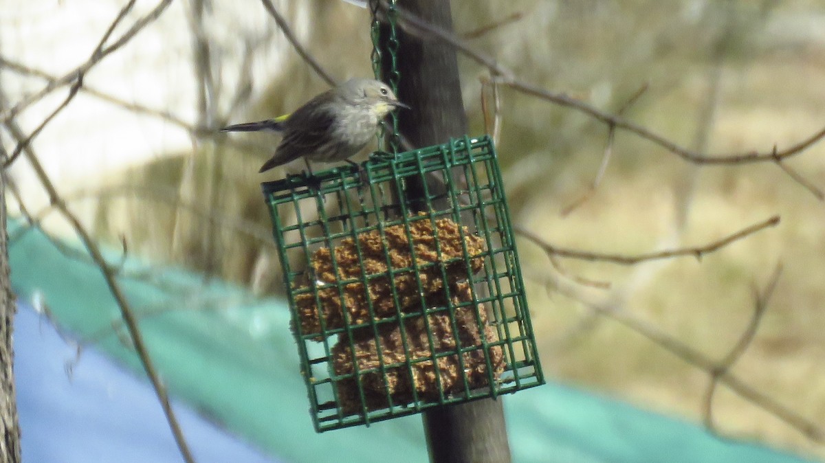 Yellow-rumped Warbler - ML632100311