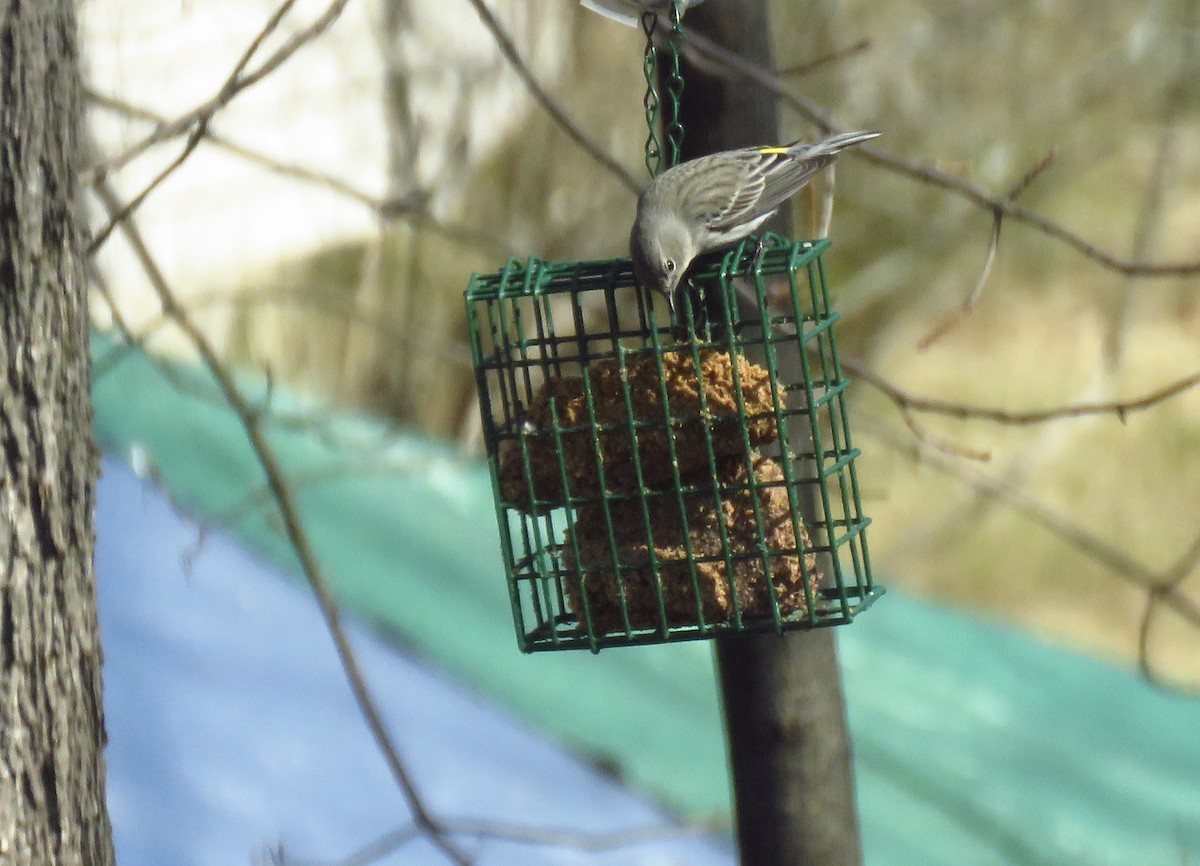Yellow-rumped Warbler - ML632100312