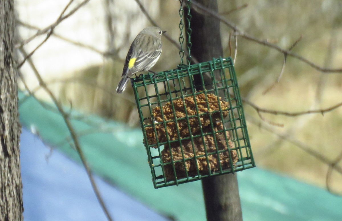 Yellow-rumped Warbler - ML632100313