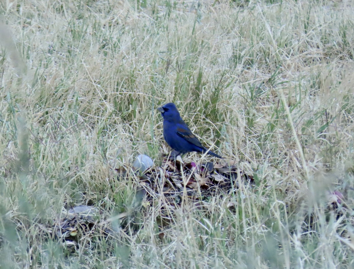 Blue Grosbeak - ML632100416
