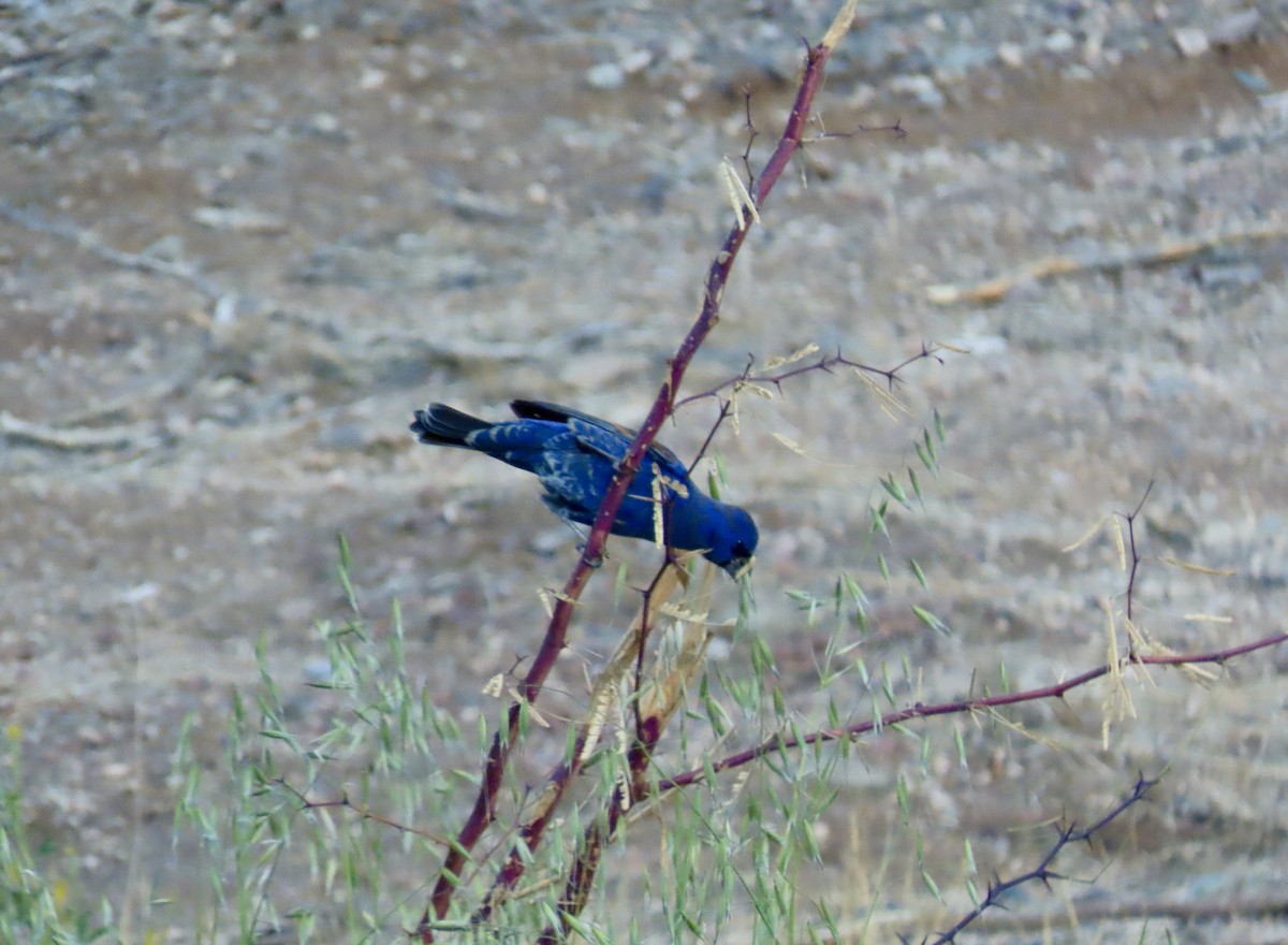 Blue Grosbeak - ML632100417