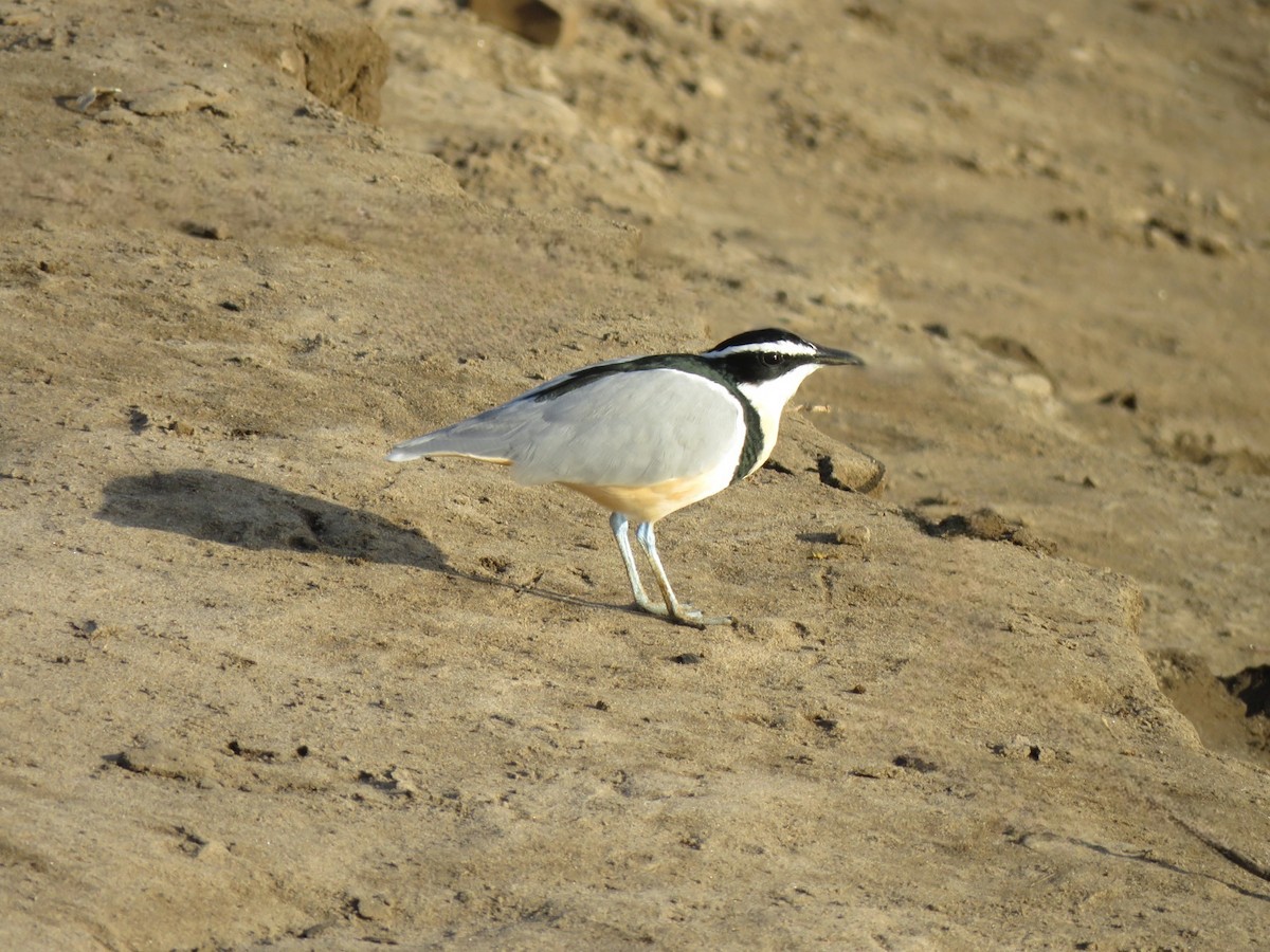 Egyptian Plover - ML632100426