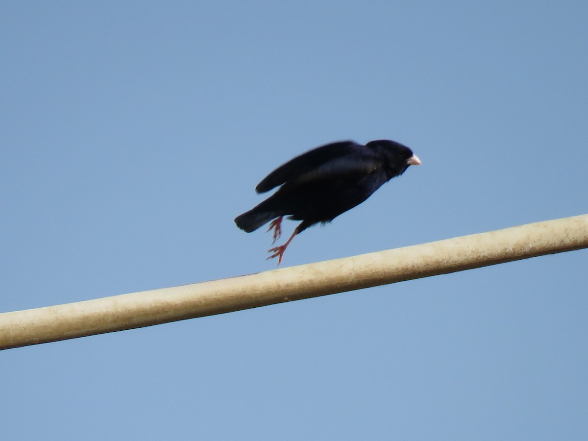 Village Indigobird - ML632100455