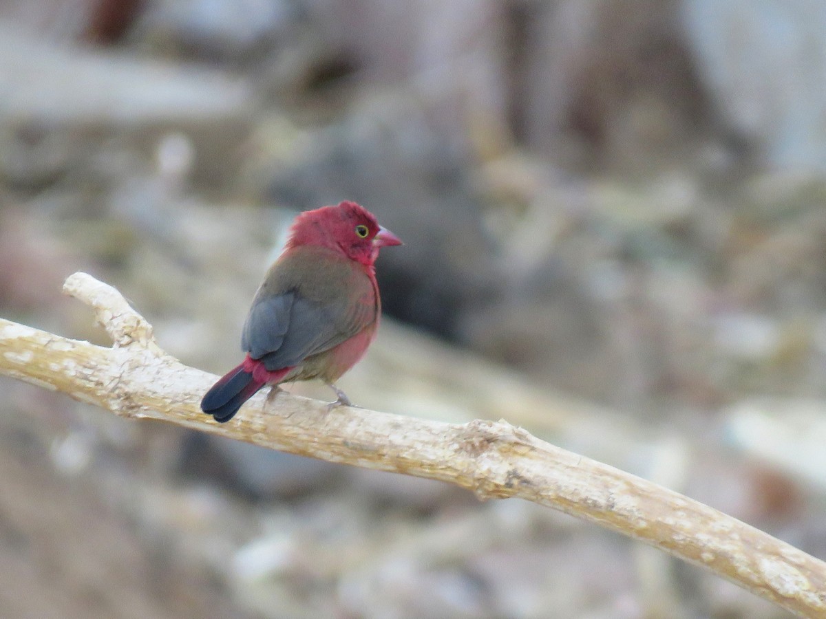 Red-billed Firefinch - ML632100478