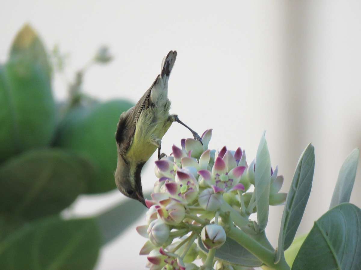 Nile Valley Sunbird - ML632100503