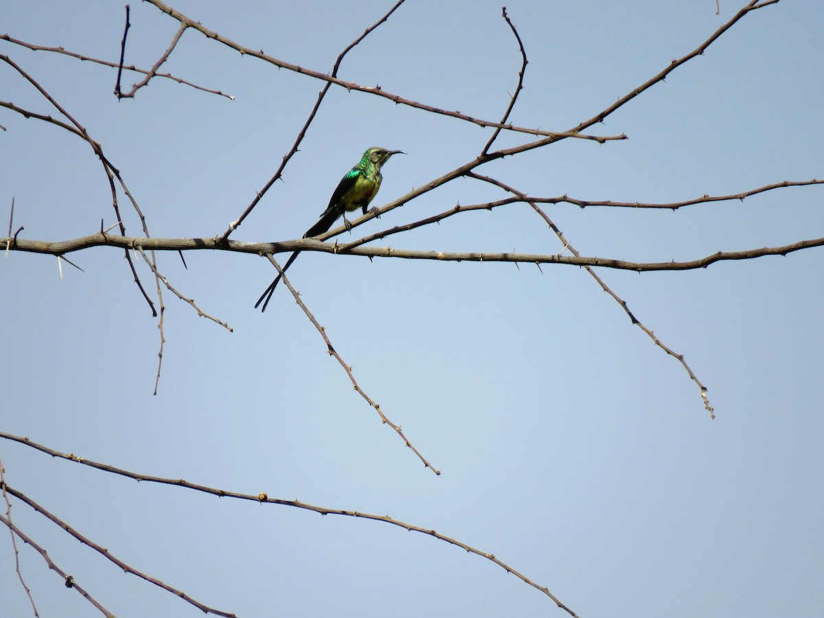 Nile Valley Sunbird - ML632100508