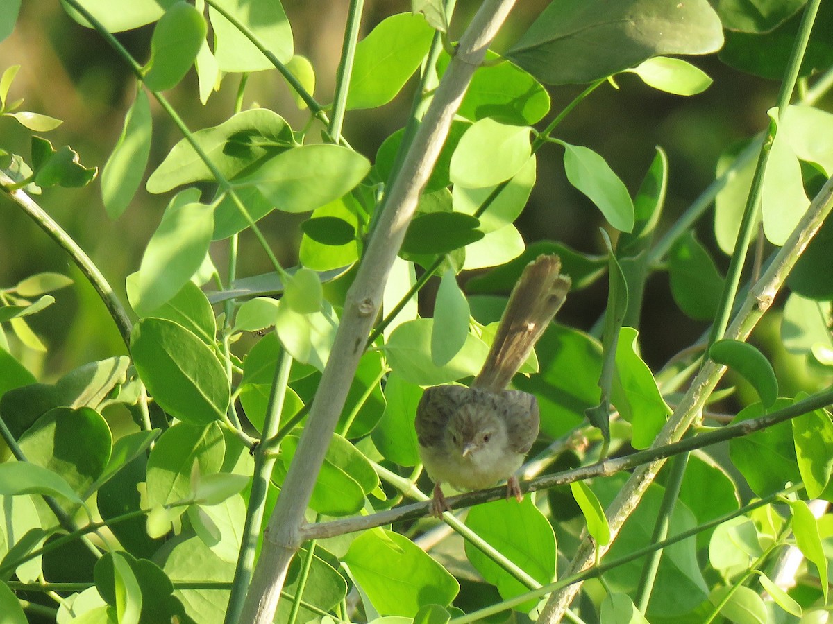 Prinia Modesta - ML632100561