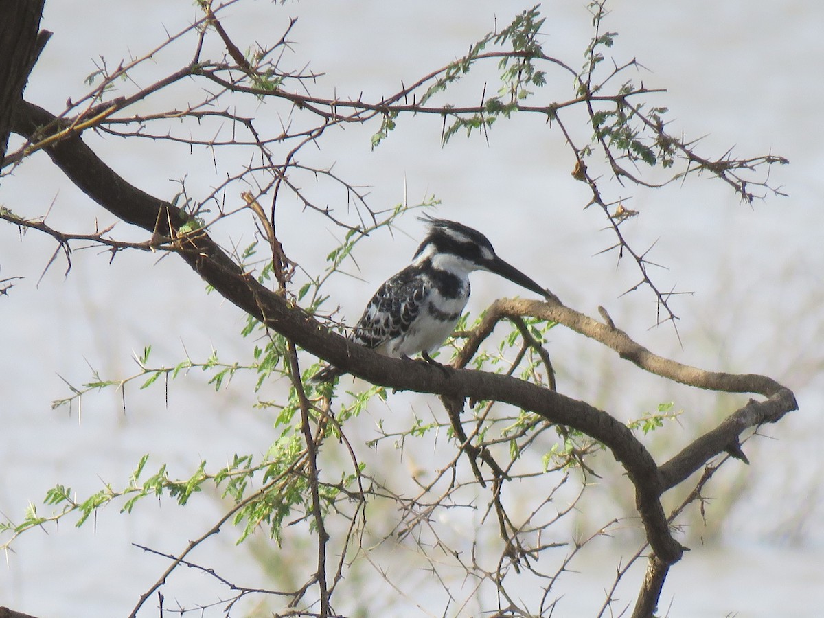Pied Kingfisher - ML632100577