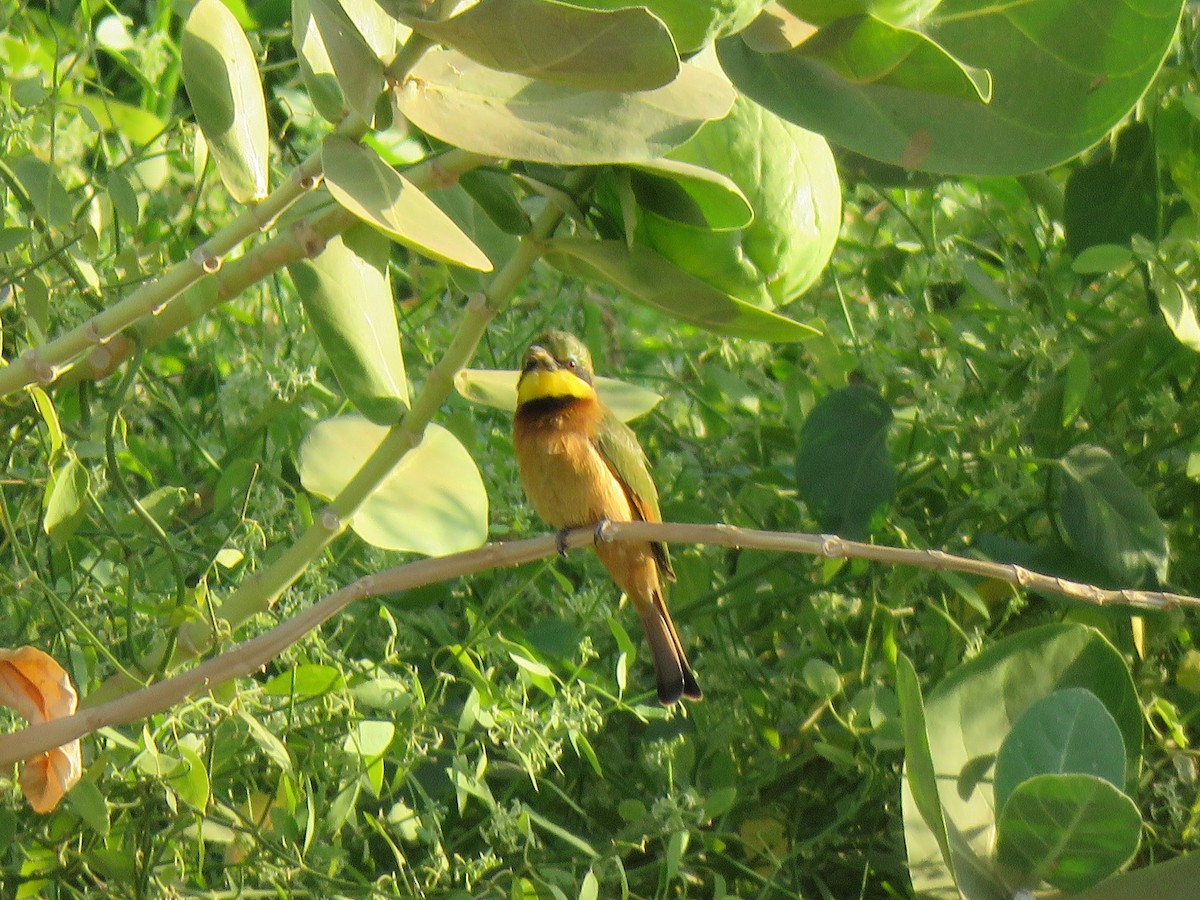 Little Bee-eater - ML632100583
