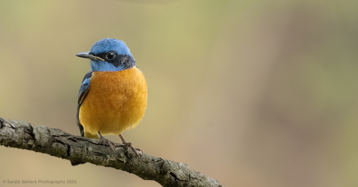 Blue-capped Rock-Thrush - ML632100592