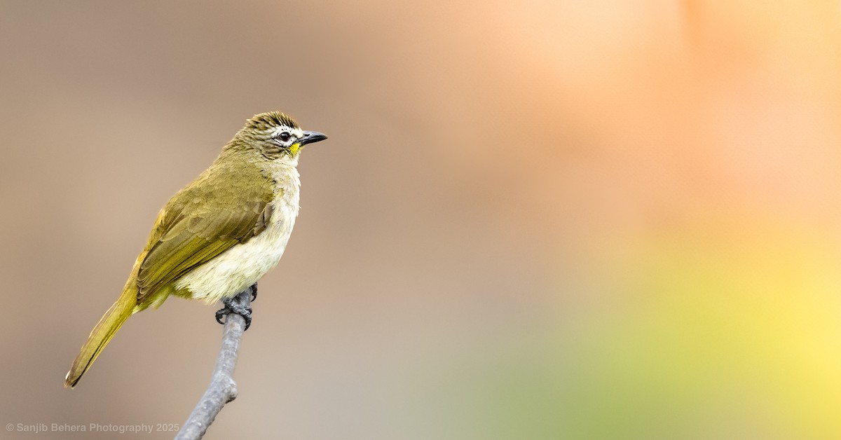 White-browed Bulbul - ML632100638