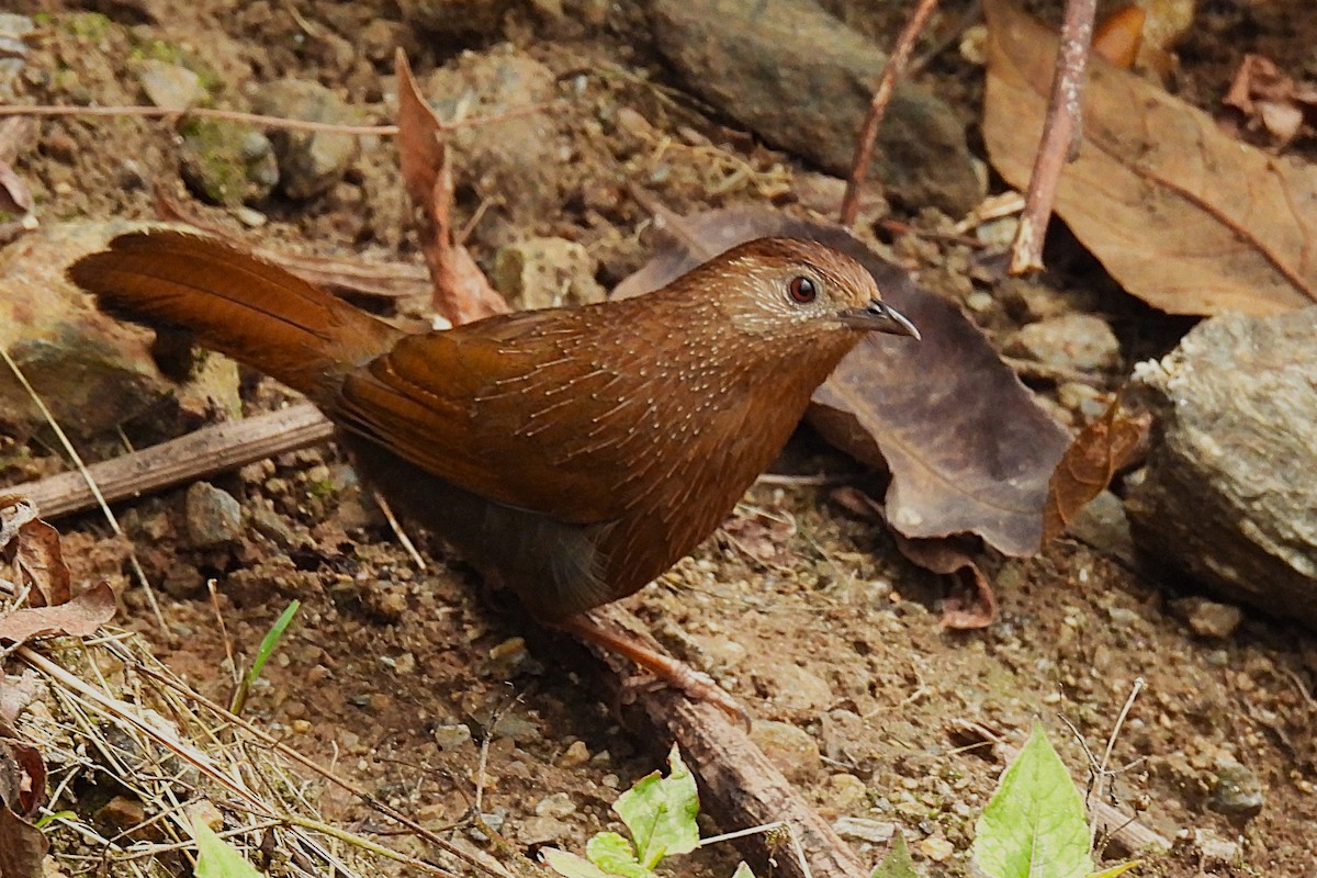 Bhutan Laughingthrush - ML632100650