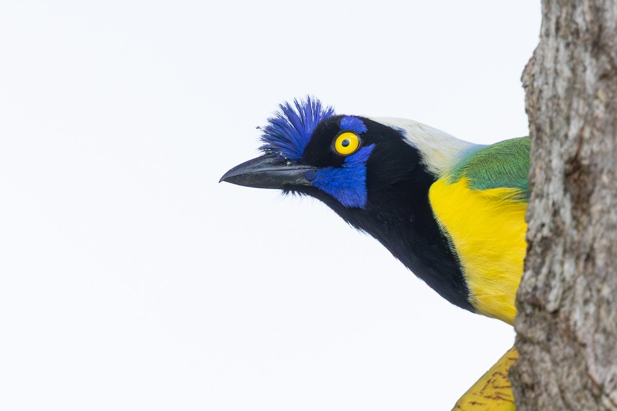 Green Jay - ML632100651