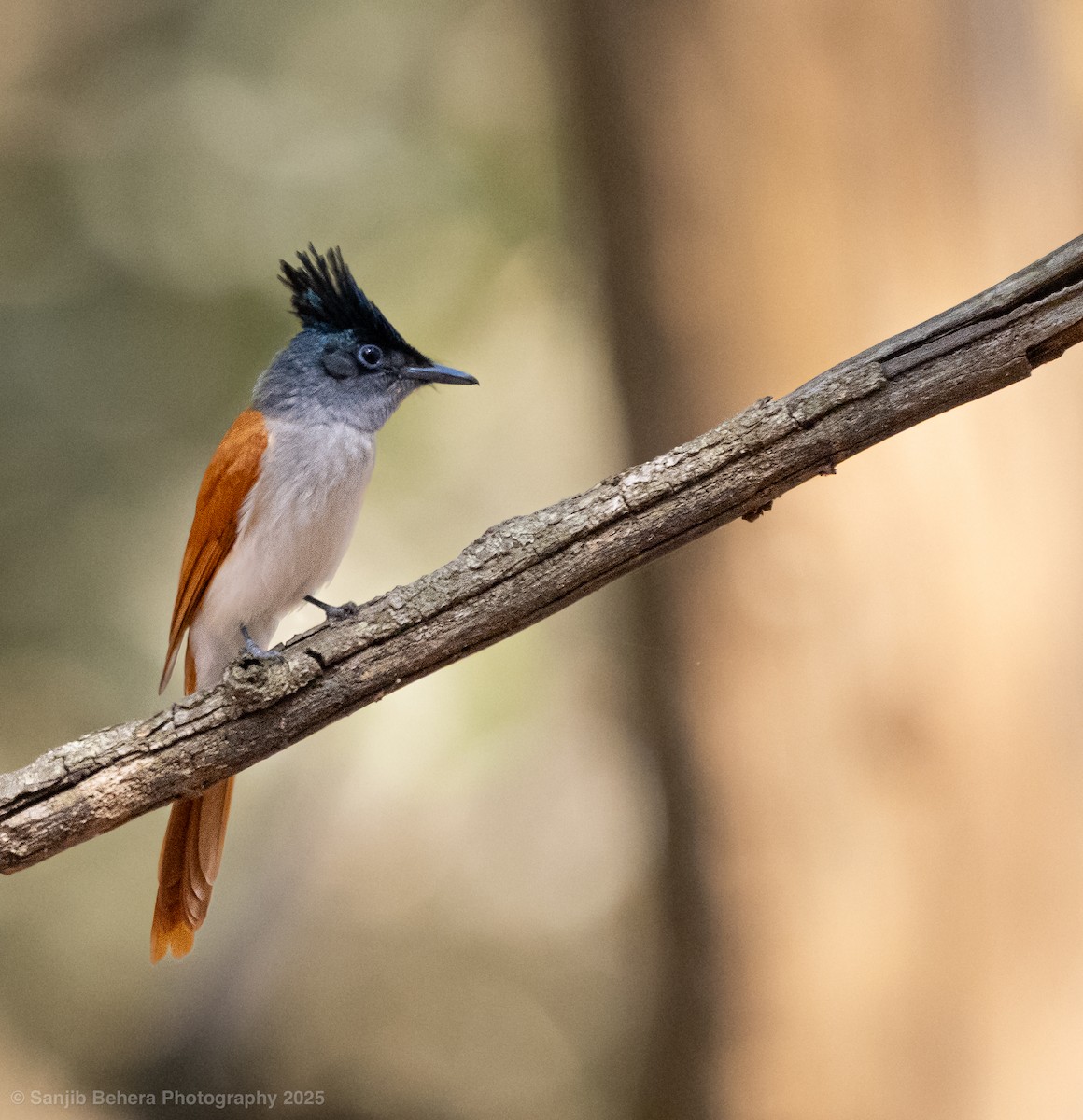 Indian Paradise-Flycatcher - ML632100759