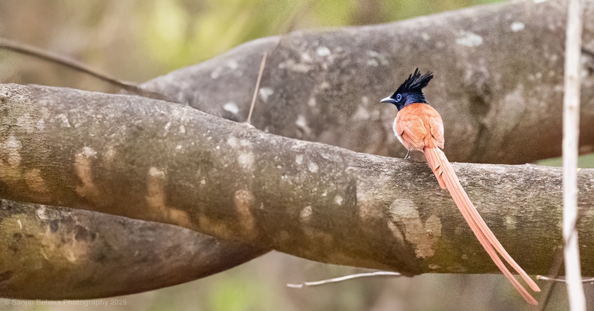 Indian Paradise-Flycatcher - ML632100760