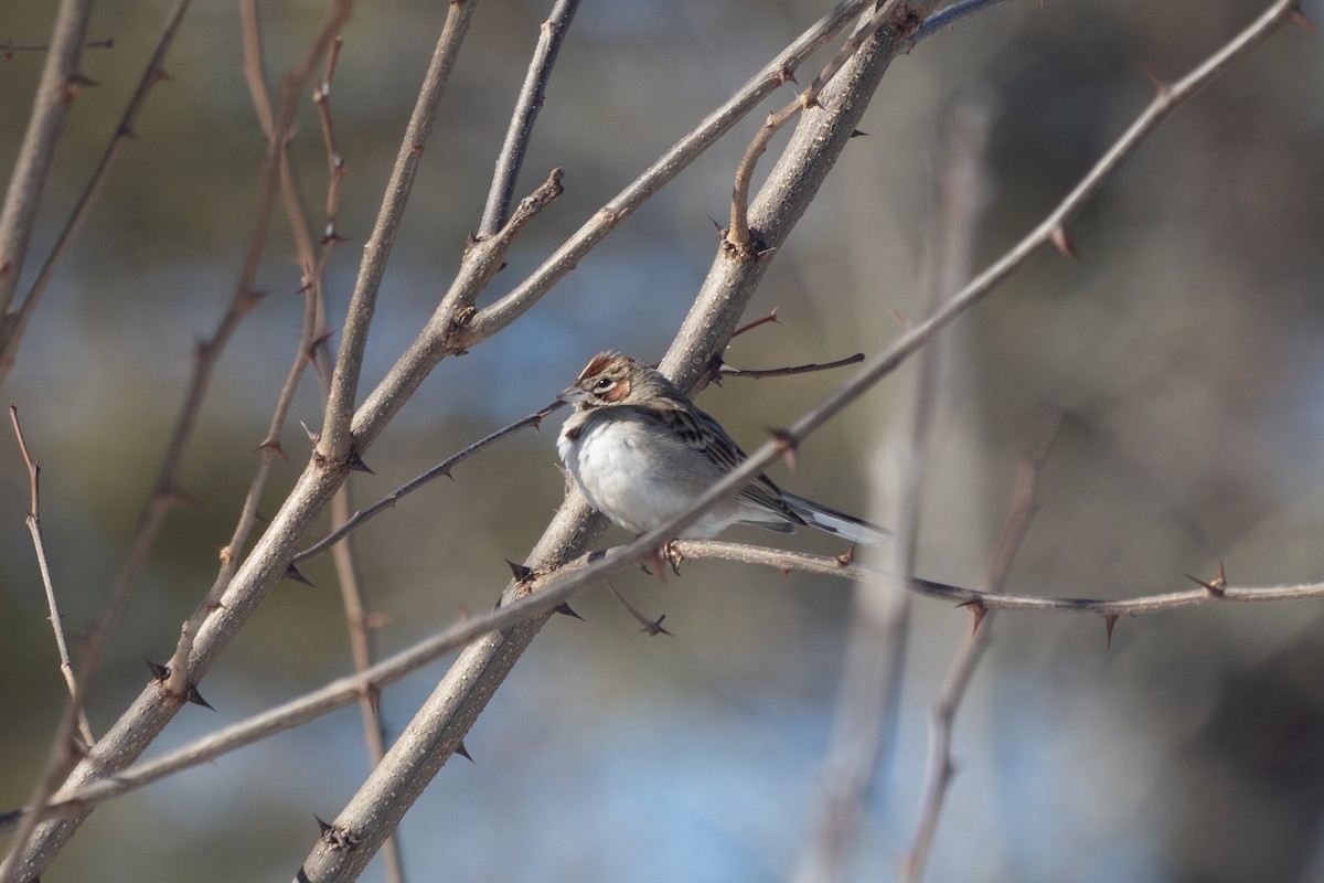 Lark Sparrow - ML632100790