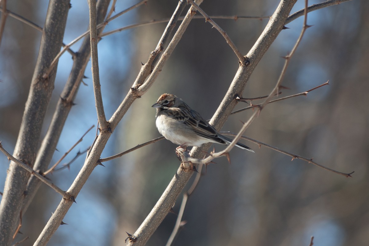 Lark Sparrow - ML632100791