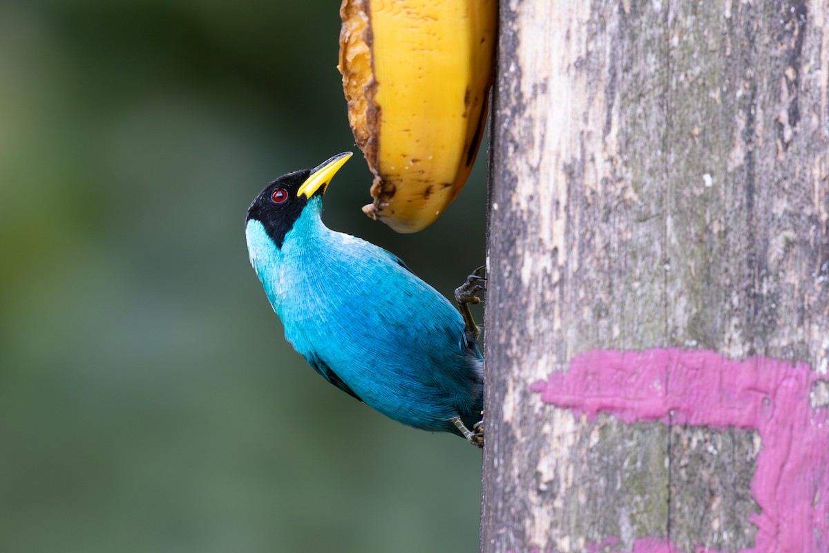 Green Honeycreeper - ML632100847