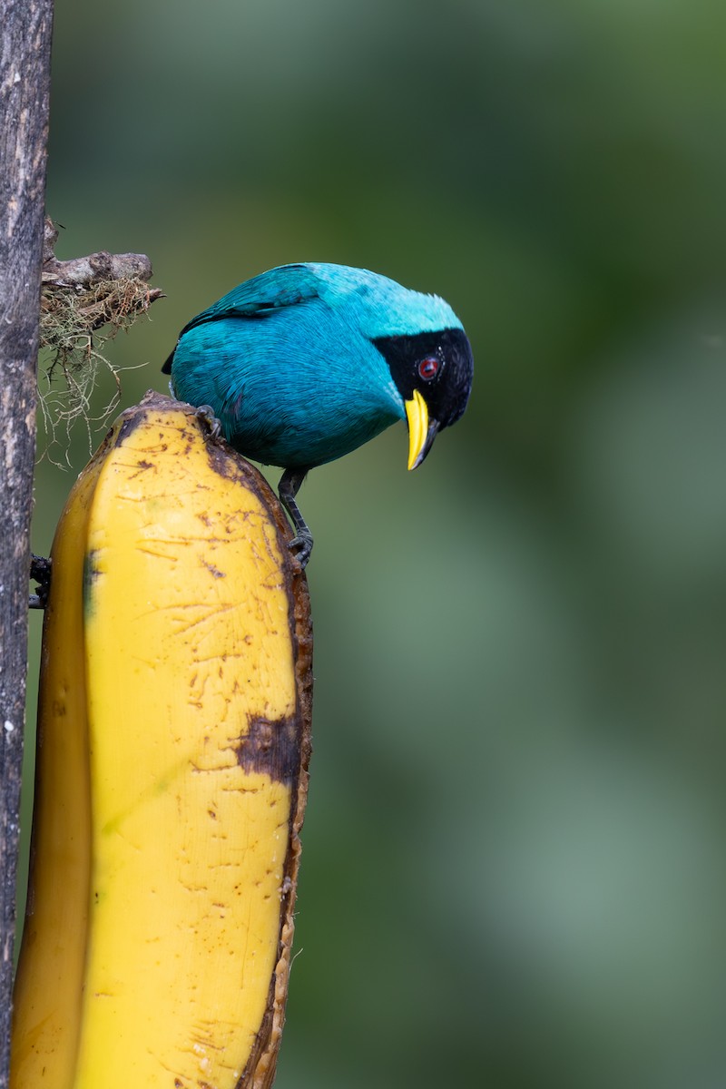 Green Honeycreeper - ML632100848
