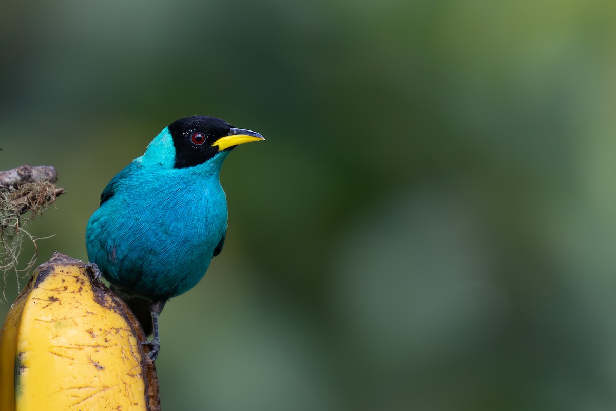 Green Honeycreeper - ML632100849