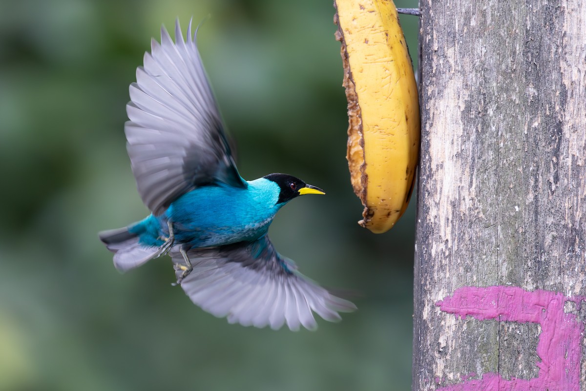 Green Honeycreeper - ML632100850