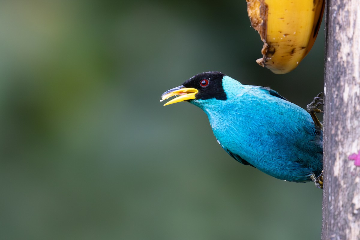Green Honeycreeper - ML632100851