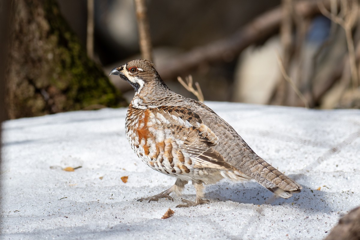 Hazel Grouse - ML632100909