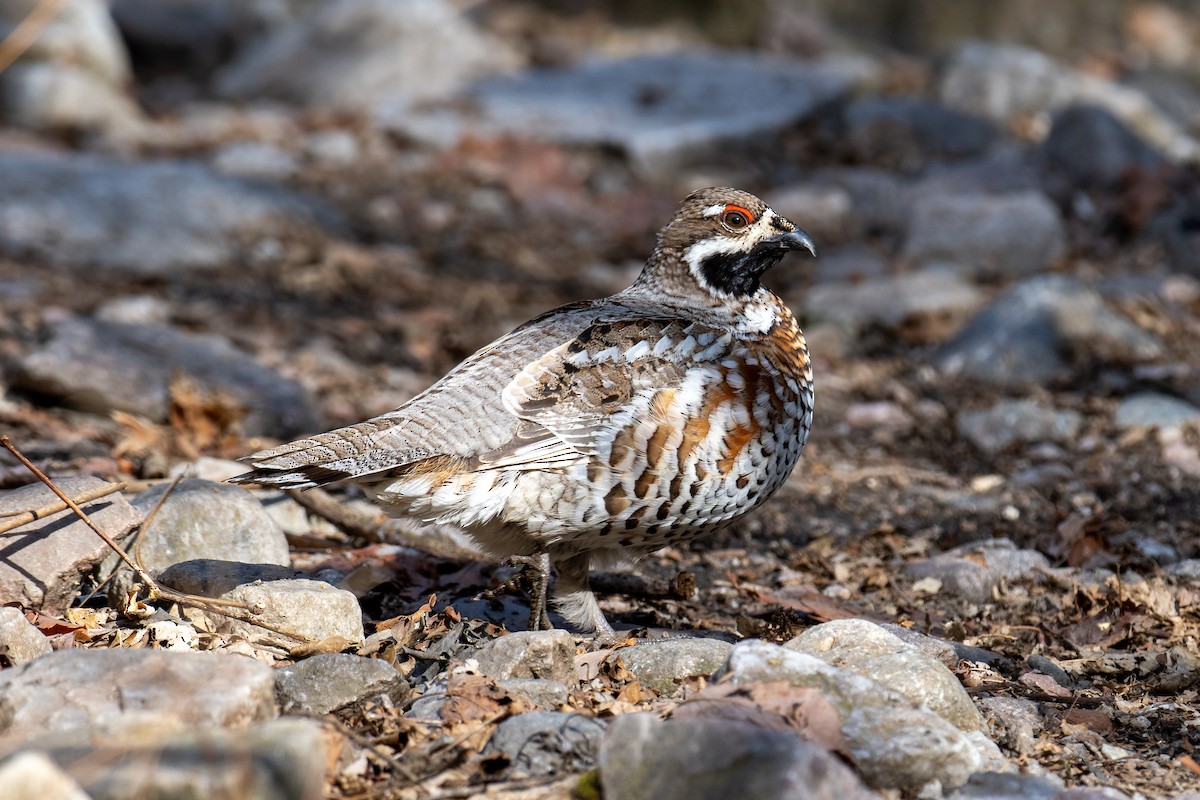 Hazel Grouse - ML632100910