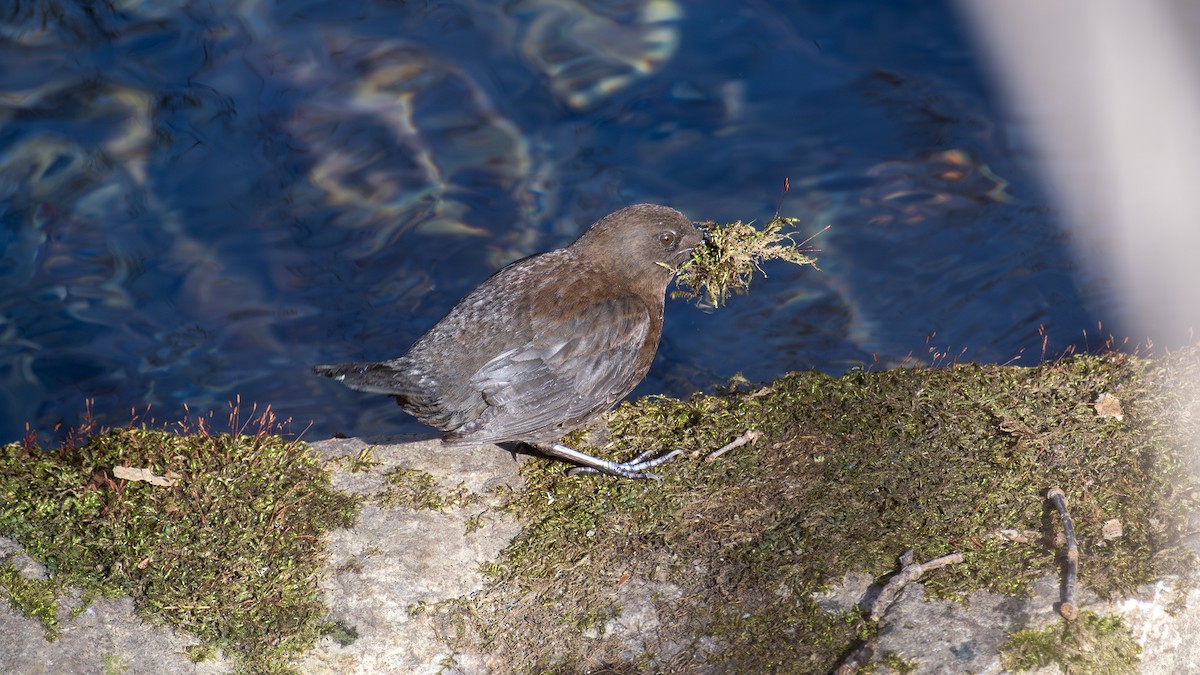 Brown Dipper - ML632100919