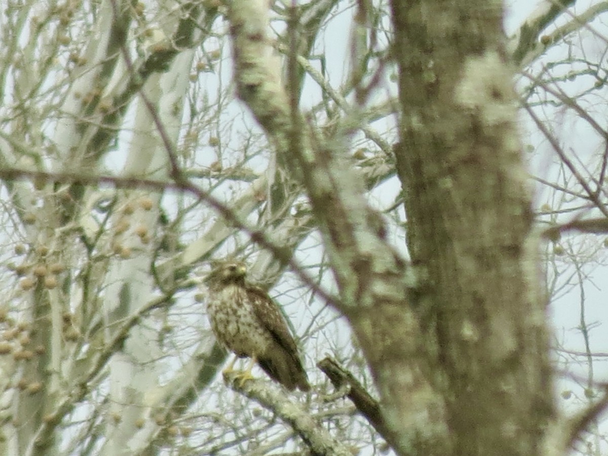 rødvingevåk - ML632100944