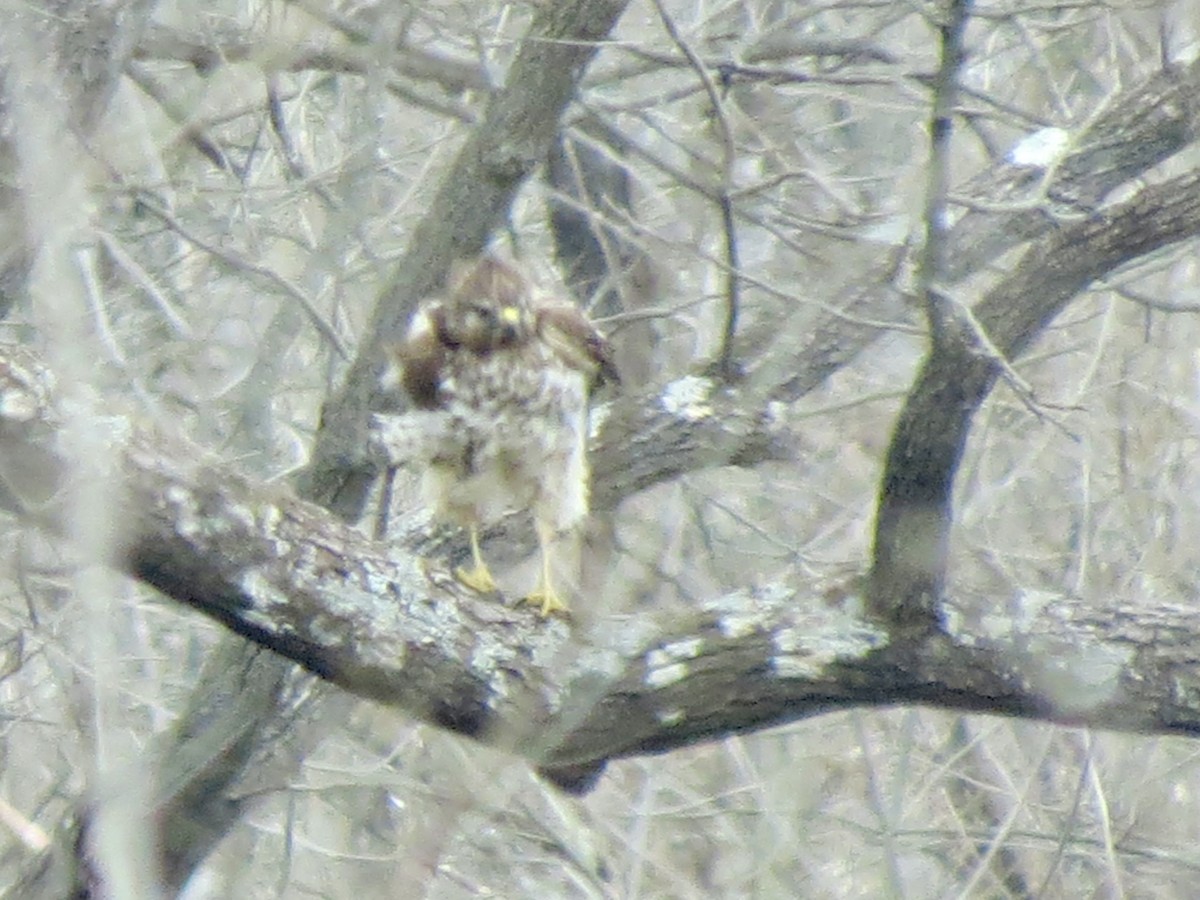 rødvingevåk - ML632100945