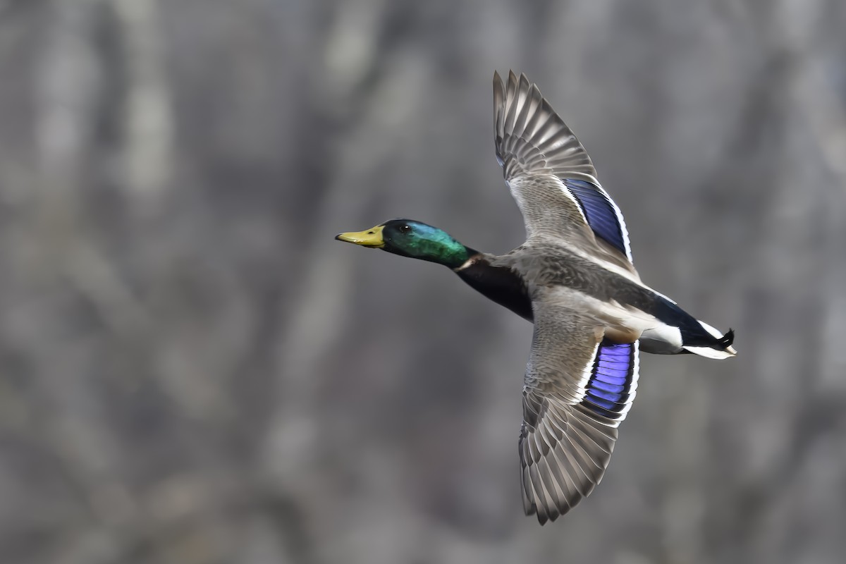 Mallard - ML632100962
