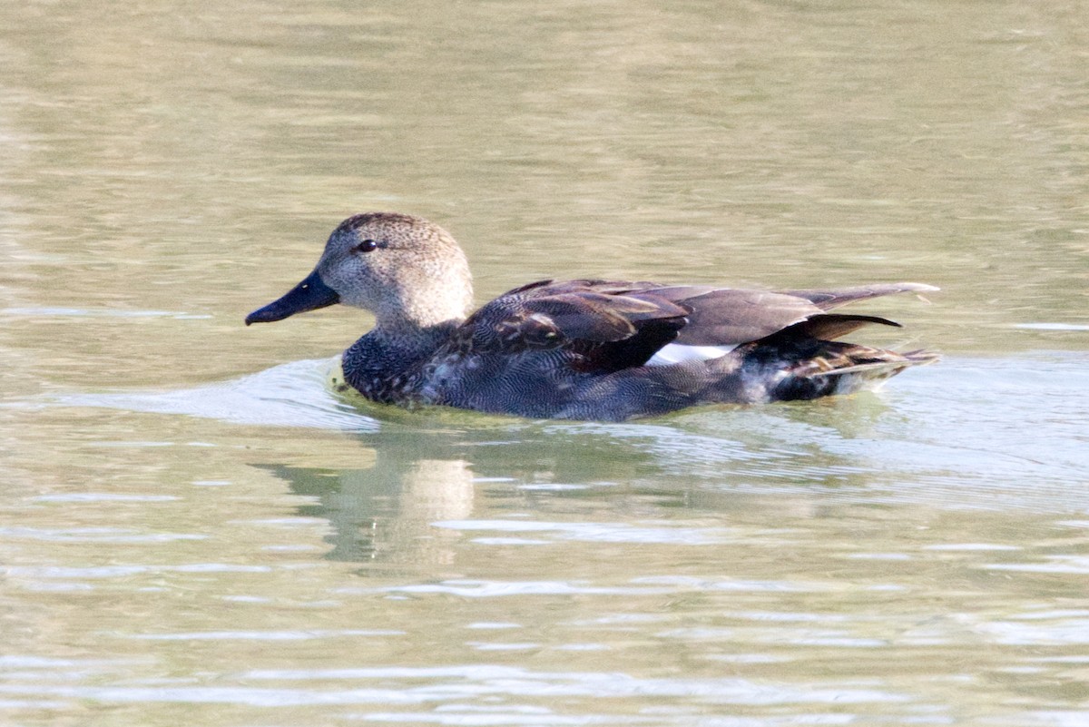 Бор нугас - ML632101104