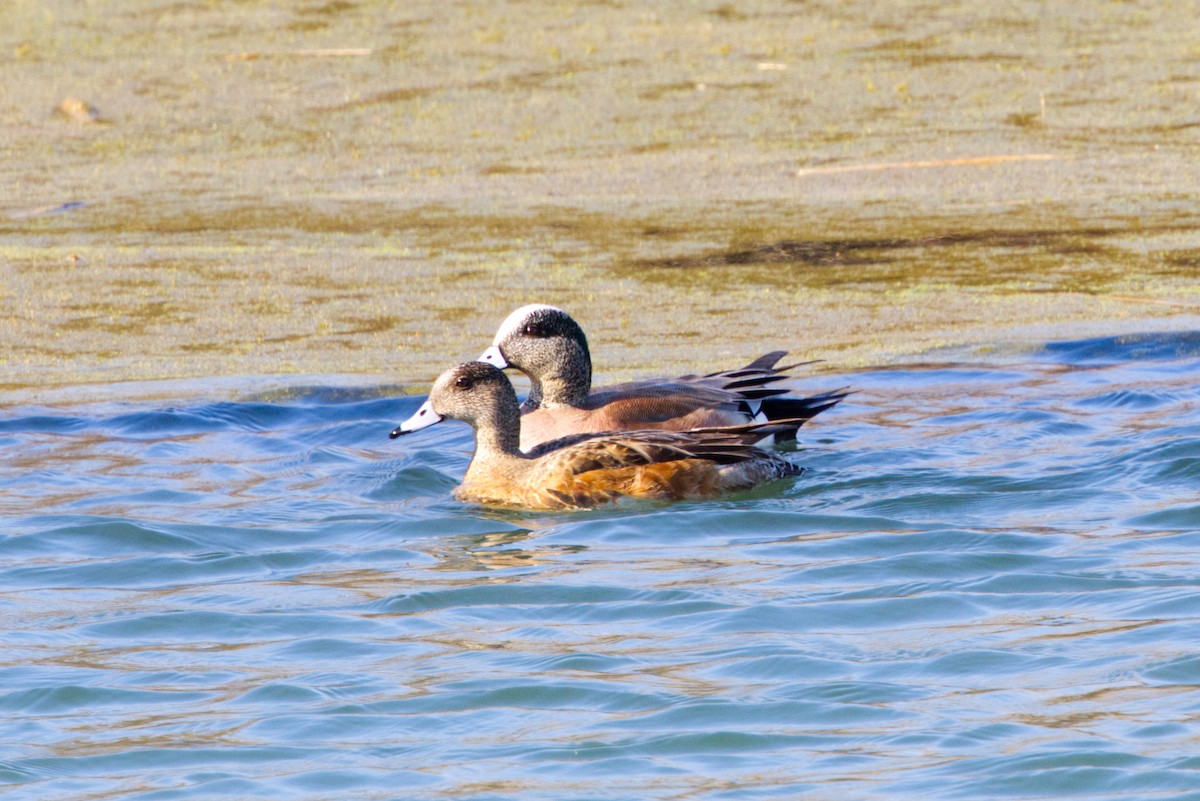 American Wigeon - ML632101111