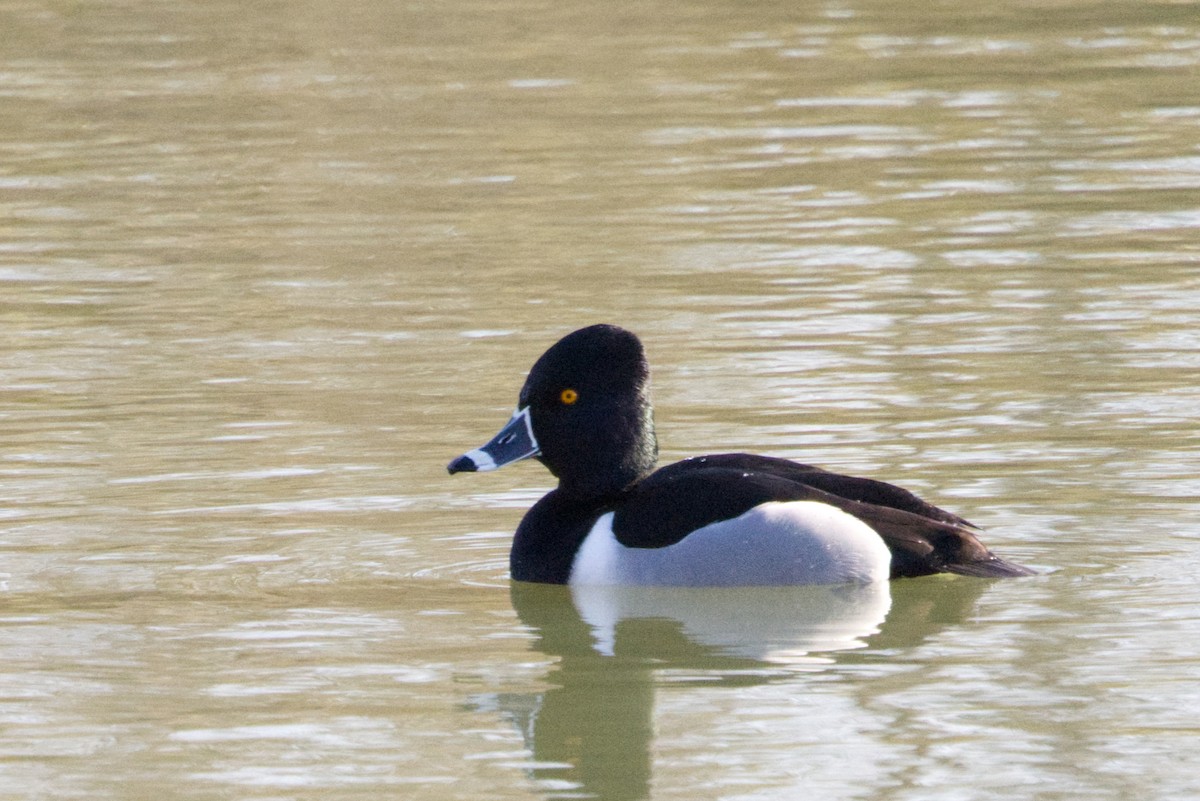Ring-necked Duck - ML632101118