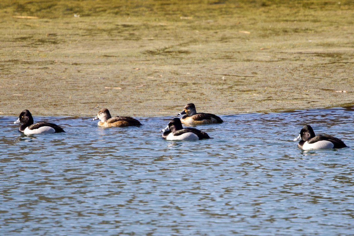 Ring-necked Duck - ML632101125