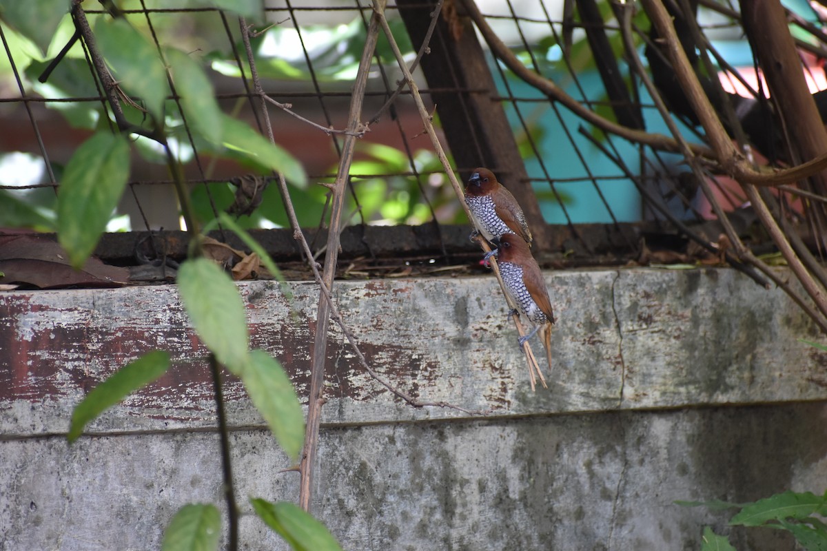 Scaly-breasted Munia - ML632101202