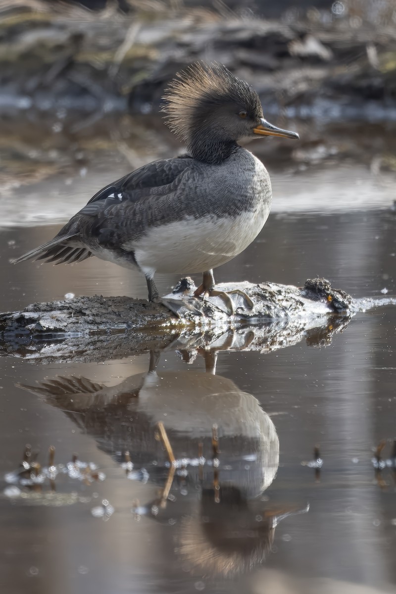 Hooded Merganser - ML632101249