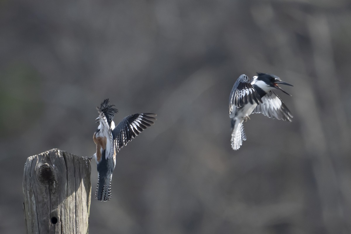 Belted Kingfisher - ML632101259