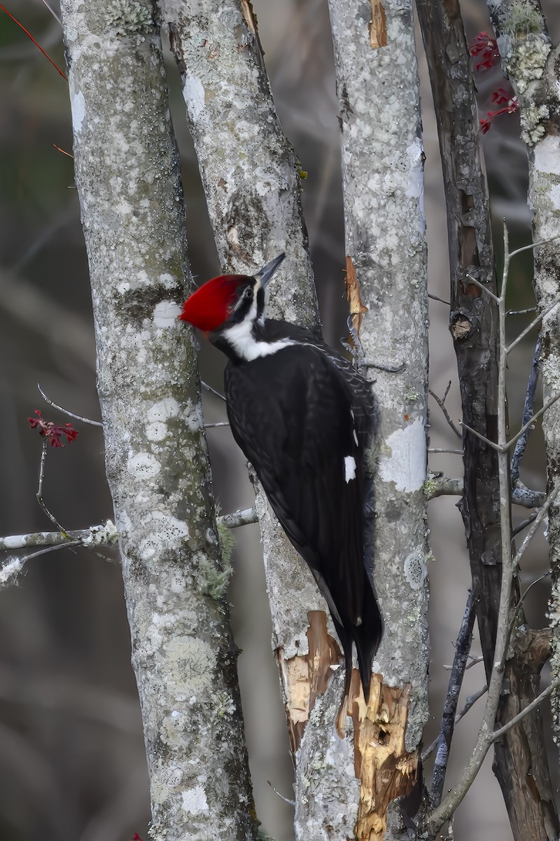 Pileated Woodpecker - ML632101286