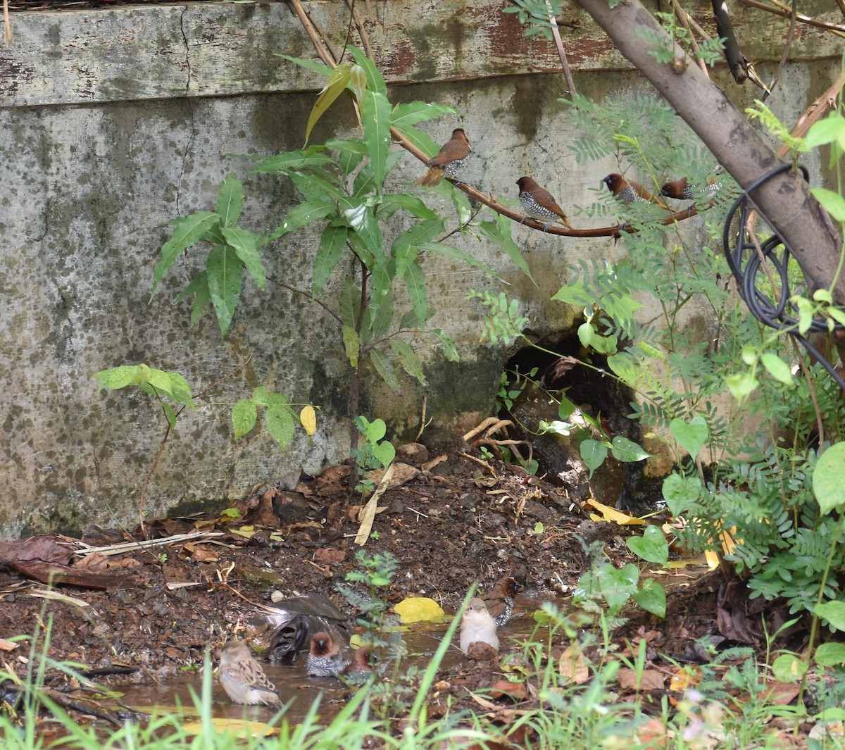 Scaly-breasted Munia - ML632101311